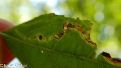 Aulagromyza orbitalis