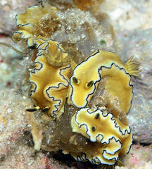 Doriprismatica atromarginata