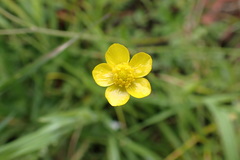 Ranunculus multifidus