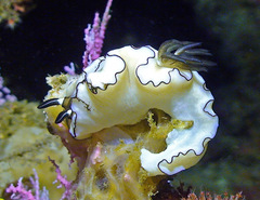 Doriprismatica atromarginata