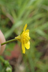 Ranunculus multifidus