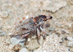 Asproparthenis obsoletefasciatus