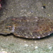 Japanese Coastal Cuttlefish - Photo (c) Nemo's great uncle, some rights reserved (CC BY-NC-SA)