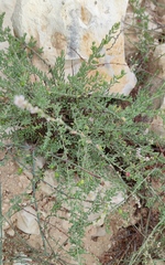 Enchylaena tomentosa