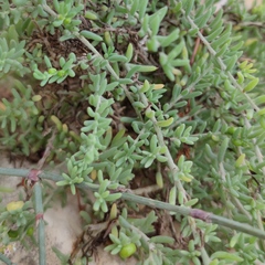 Enchylaena tomentosa