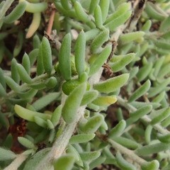 Enchylaena tomentosa