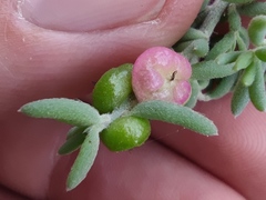 Enchylaena tomentosa