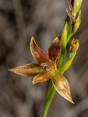Thelymitra fuscolutea