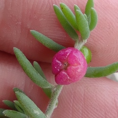 Enchylaena tomentosa