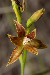 Thelymitra fuscolutea
