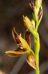 Thelymitra fuscolutea