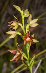Thelymitra fuscolutea