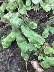 Conocephalum salebrosum