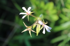 Pelargonium alchemilloides