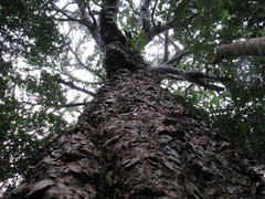 Agathis atropurpurea