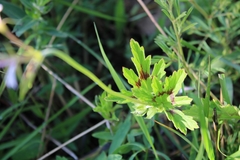 Pelargonium alchemilloides