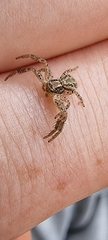 Thomisidae