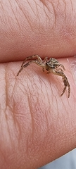 Thomisidae