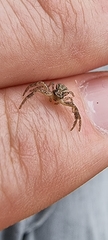 Thomisidae