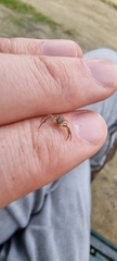 Thomisidae