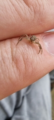 Thomisidae