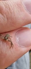 Thomisidae