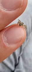 Thomisidae
