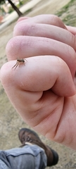 Thomisidae