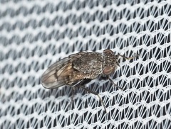 Paralimna punctipennis