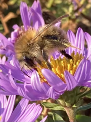 Bombus pascuorum