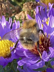 Bombus pascuorum