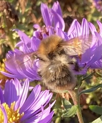 Bombus pascuorum