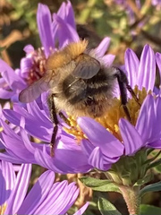 Bombus pascuorum