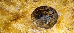 Patella caerulea