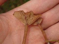 Omphalina pyxidata