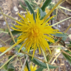Centaurea