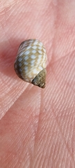Echinolittorina punctata