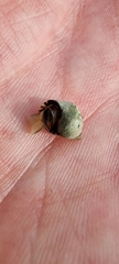 Echinolittorina punctata
