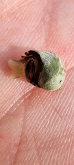 Echinolittorina punctata