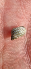 Echinolittorina punctata