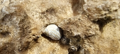 Echinolittorina punctata