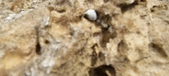 Echinolittorina punctata