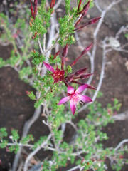 Calytrix leptophylla