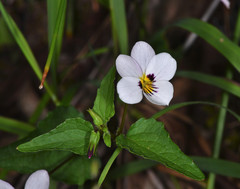Viola ocellata