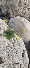 Sonchus tenerrimus