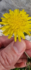 Sonchus tenerrimus