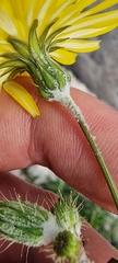 Sonchus tenerrimus