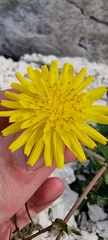 Sonchus tenerrimus
