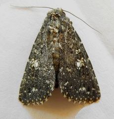 Condica luxuriosa