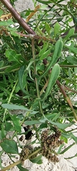 Sonchus tenerrimus